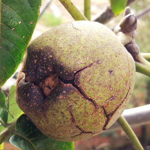 【严选】恩施黄四姐景阳核桃500g/袋  （厂家直发） 商品图2