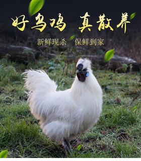 【尼山山区生态散养的白凤乌骨鸡】每天现宰现发❗️再赠3支人参➕3包桂圆枸杞红枣滋补包❗️真正原生态👏无农残❌无激素❌无抗生素❌生态散养白凤乌骨鸡