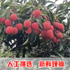 现摘现发广东茂名高州荔枝新鲜白糖罂荔枝（高州根子镇贡园荔枝园）5斤/10斤 商品缩略图3