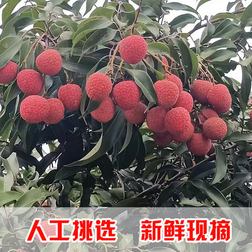 现摘现发广东茂名高州荔枝新鲜白糖罂荔枝（高州根子镇贡园荔枝园）5斤/10斤 商品图3