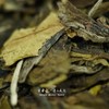 方守龙白茶山管护20周年纪念茶砖 福鼎白茶 [官方旗舰店正品直供] 商品缩略图1