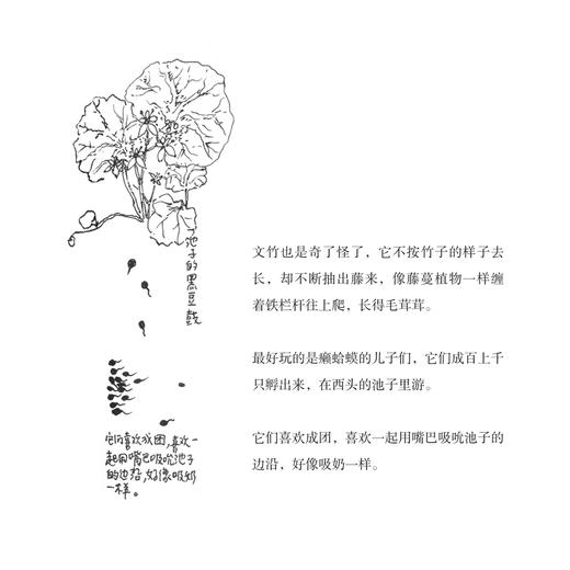 《一蔸雨水一蔸禾》 商品图9