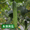 生态露天黄瓜（农场直发-顺丰包邮）| 3斤/5斤装 商品缩略图4