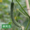 生态露天黄瓜（农场直发-顺丰包邮）| 3斤/5斤装 商品缩略图5
