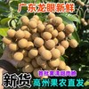 【广东高州新鲜龙眼】3斤/5斤装当季时令新鲜水果龙眼桂圆 可制新鲜桂圆干 亚布力健康滋补生鲜水果 商品缩略图7