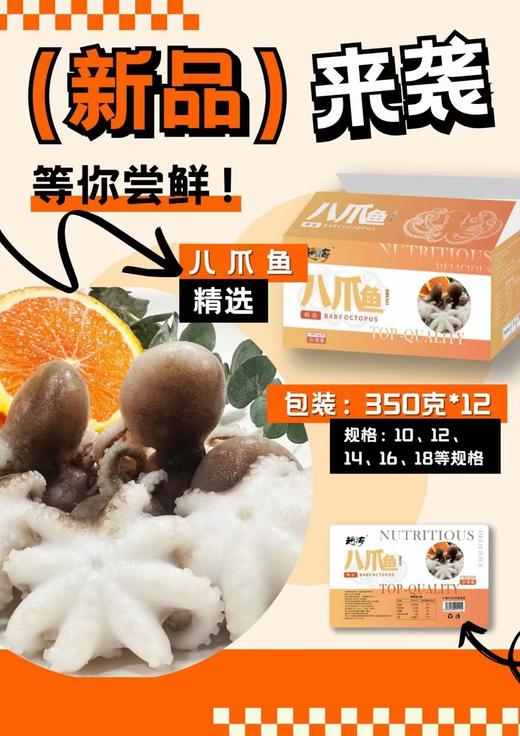 赵海10头小八爪鱼350克 商品图3