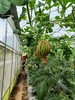 夏季西瓜正成熟  有机西瓜！礼品小瓜  吃瓜群众看过来～ 商品缩略图7