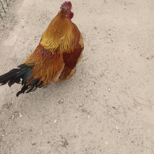 农场溜达鸡，现杀，天热了冰鲜，肉质紧实，香！ 商品图3