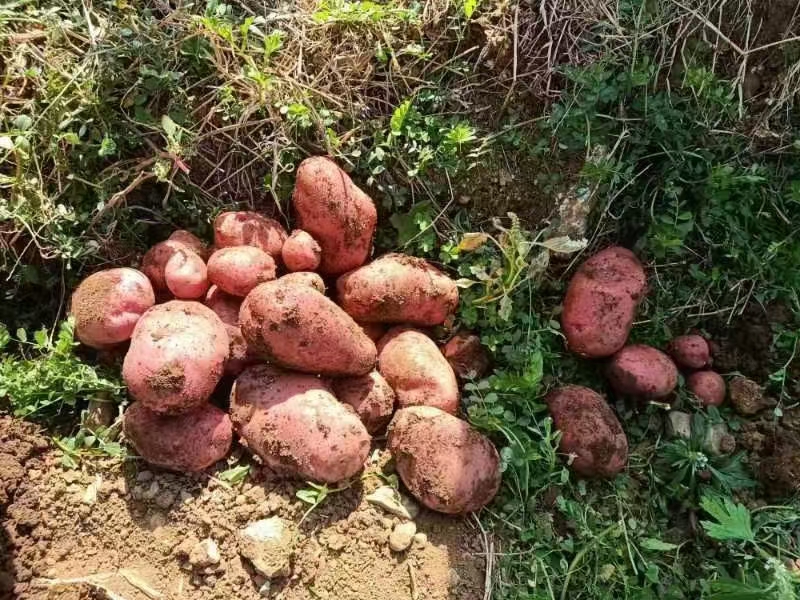【助残商品】丽江永胜露天新鲜红皮小土豆