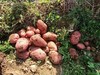 【助残商品】丽江永胜露天新鲜红皮小土豆 商品缩略图0