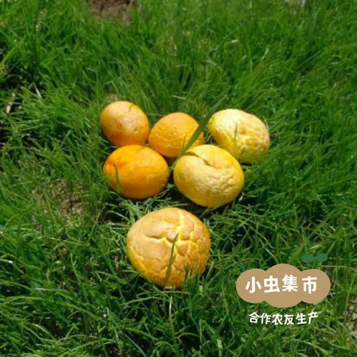 野生石渠白菌 50g/袋 | 合作农友生产，来自四川甘孜石渠县，生产者：李建程和石渠县藏族农牧民 &【公平贸易农人定价】 商品图7
