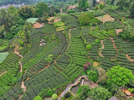 【雅安-118号院】3房/4房/5房川西小院，坐落在万亩茶园山上的温泉院子，KTV、全屋地暖，面朝山谷，背靠茶海。YMES 商品图2