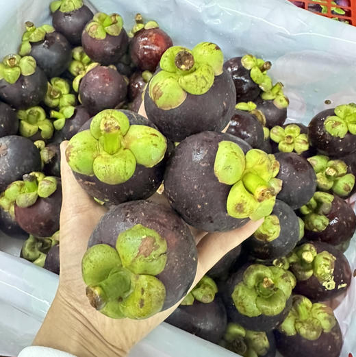泰国空运山竹 7A大果 商品图10
