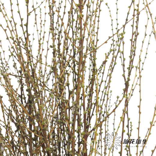 永生花材 | 雪草绿 商品图2