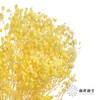 永生花材 | 梦幻星黄 商品缩略图2