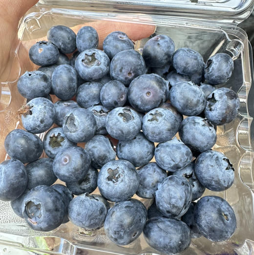 脆甜好吃的蓝莓 商品图4
