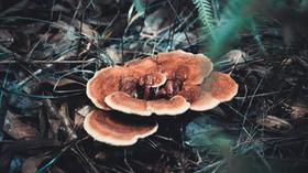 草木有趣 | 大自然中的“仙草”