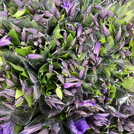 铁线莲.深紫色 商品图1