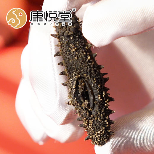 【康悦堂·悦品辽渤参】大连淡干海参 春季滋补 高泡发率  30--150头/斤  免费包邮    免费代泡发 商品图3