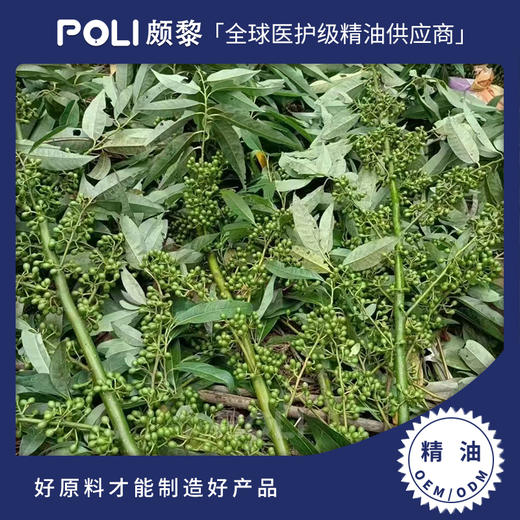 山鸡椒精油山苍子精油原料单方山鸡椒天然精油颇黎天然单方精油批发 商品图0