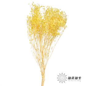 永生花材 | 梦幻星黄