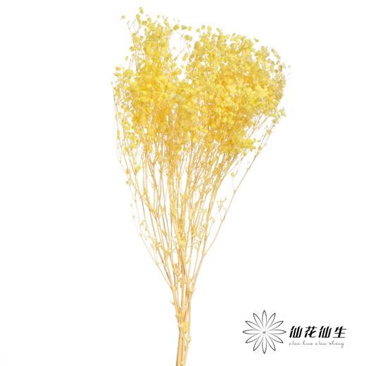 永生花材 | 梦幻星黄 商品图0