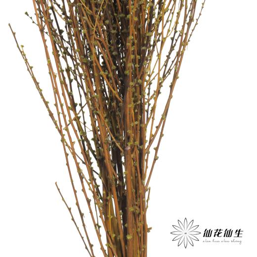 永生花材 | 雪草绿 商品图1