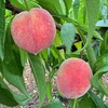 【湖北水蜜桃】新鲜桃子酸甜脆桃 新鲜现摘现发 4.5斤（10-12个） 商品缩略图1