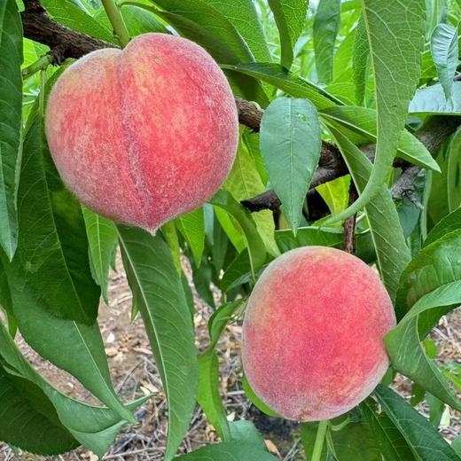 【湖北水蜜桃】新鲜桃子酸甜脆桃 新鲜现摘现发 4.5斤（10-12个） 商品图1