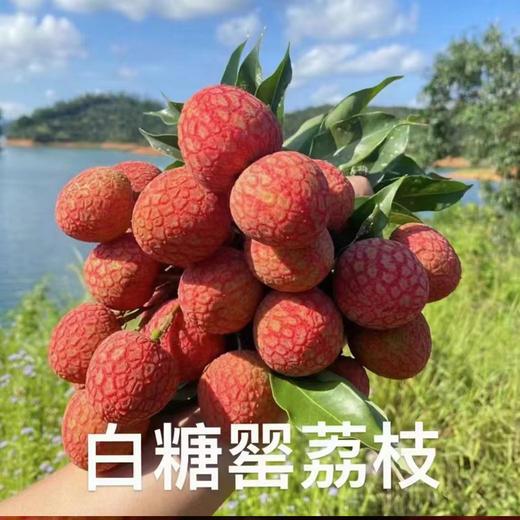 现摘现发广东茂名高州荔枝新鲜白糖罂荔枝（高州根子镇贡园荔枝园）5斤/10斤 商品图1