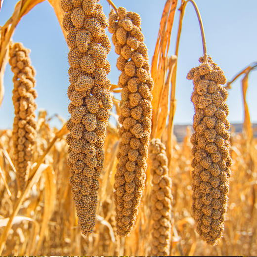 延黄珍谷米脂黄小米 粮食小米杂粮多规格可选 商品图9