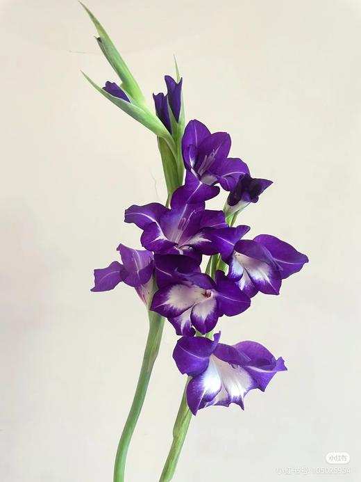 剑兰 | 蓝精灵 商品图1