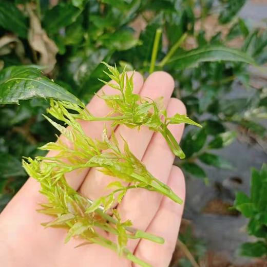 【严选】恩施黄四姐土家特级藤茶50g   （厂家直发） 商品图3