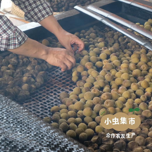 生态柴熏乌梅 200g/袋 | 合作农友生产，来自从化仙娘溪，生产者：阿文、南哥 &【公平贸易农人定价】 商品图8