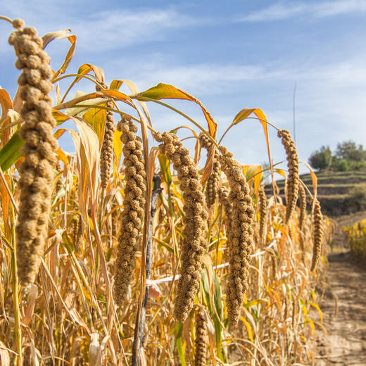 延黄珍谷米脂黄小米 粮食小米杂粮多规格可选 商品图8