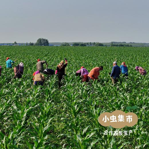 有机鲜食糯玉米 5斤装*10根 | 合作农友生产，产自黑龙江青冈县，生产者：刘福财 *【公平贸易农人定价】 商品图4
