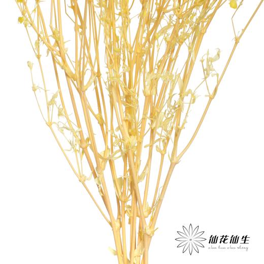永生花材 | 梦幻星黄 商品图1