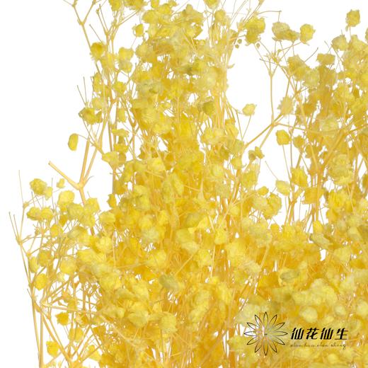 永生花材 | 梦幻星黄 商品图3
