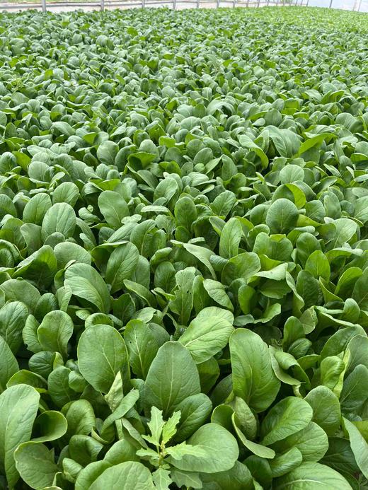 菜心(基地现摘） 商品图1