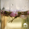 野生玫瑰花茶（塔河） | 合作生产* Feral Rose Tea | Coprodution 商品缩略图3