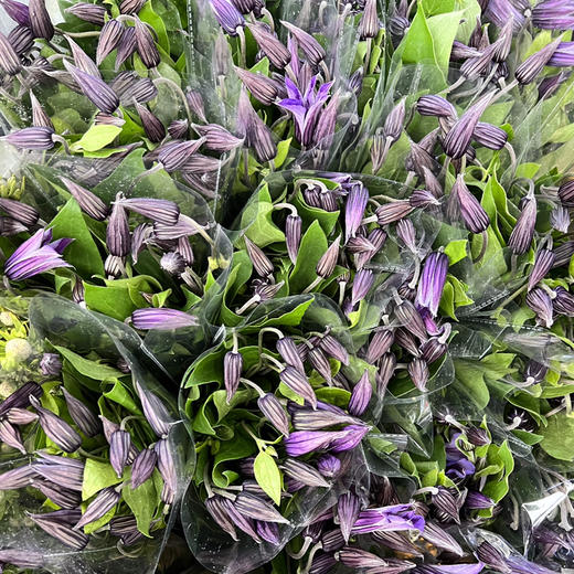 铁线莲.深紫色 商品图0