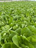 小白菜（基地现摘） 商品缩略图2