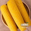 有机鲜食糯玉米 5斤装*10根 | 合作农友生产，产自黑龙江青冈县，生产者：刘福财 *【公平贸易农人定价】 商品缩略图2