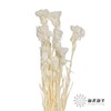 永生花材 | 康乃馨白 商品缩略图1