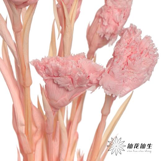 永生花材 | 康乃馨粉 商品图1