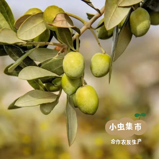 【限时85折】德米特有机特级初榨橄榄油 250ml/500ml | 合作农友生产，来自西班牙，生产者：芬卡拉托蕾Finca La Torre &【公平贸易农人定价】 商品图4