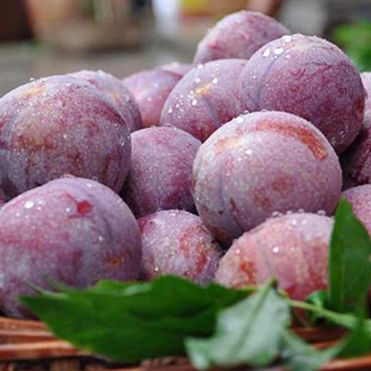 脆红李500g 商品图0