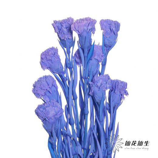 永生花材 | 康乃馨紫 商品图3