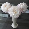 进口品种Gardenia栀子芍药花 商品缩略图5