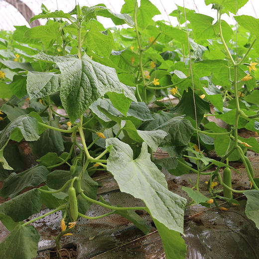 每日现摘  农家贵妃黄瓜  娇嫩鲜脆  味浓爽口   汁水充足   适合生吃  1斤 商品图4